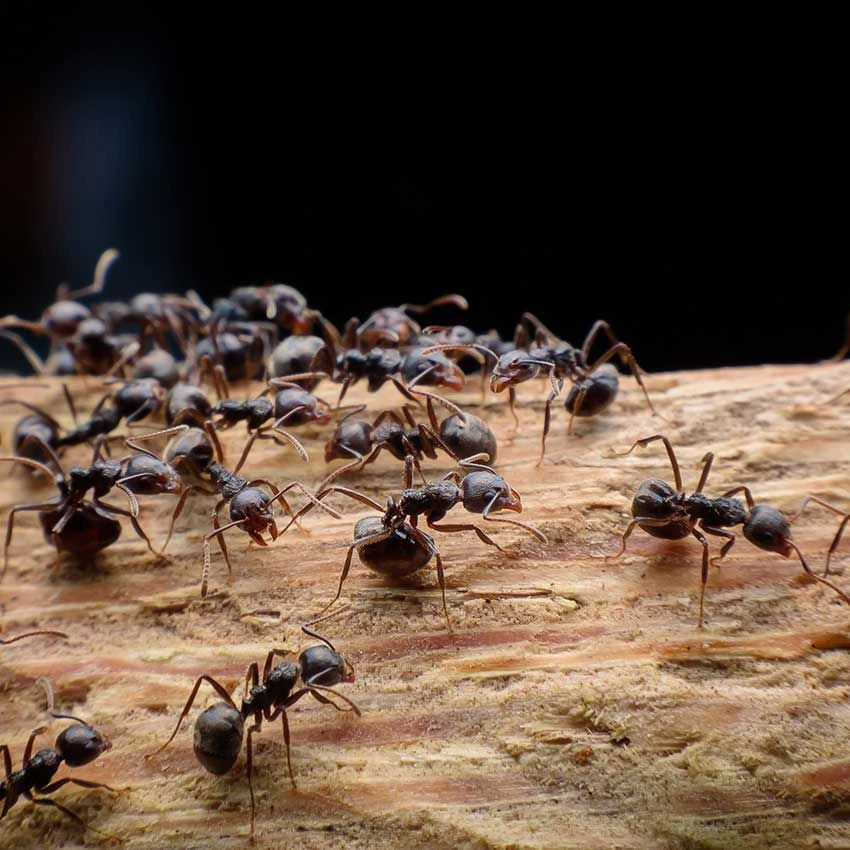 Insecto Pro Formula Killing Powder 300g- Professional Quality 2 Insecto Pro Formula Killing Powder 300g- Professional Quality - Image 2