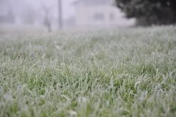 Garden Supplies Sales Shop -Garden Supplies Sales Shop frosty grass