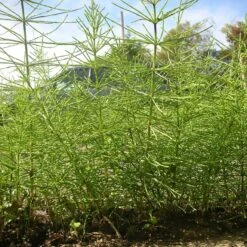 Kurtail Evo - Mares Tail Herbicide -Garden Supplies Sales Shop horsetail kurtail 1