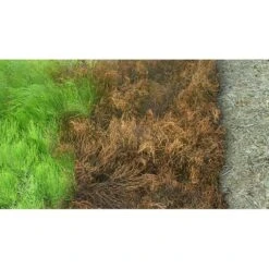 Kurtail Evo - Mares Tail Herbicide -Garden Supplies Sales Shop kurtail before after 1