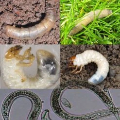 Leatherjacket & Chafer Grub Control With Nematodes – E-Learning
