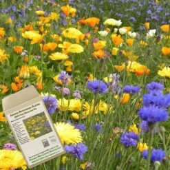 Amvista Buckingham Blooms Pure Wildflower Mix 100%