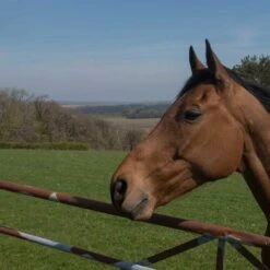 Garden Supplies Sales Shop -Garden Supplies Sales Shop paddock 1 1