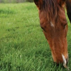 Garden Supplies Sales Shop -Garden Supplies Sales Shop paddock 2