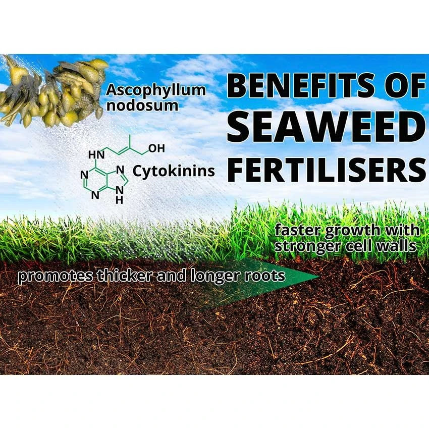 Maxicrop Sequestered Iron - 10L 2 Maxicrop Sequestered Iron - 10L - Image 2