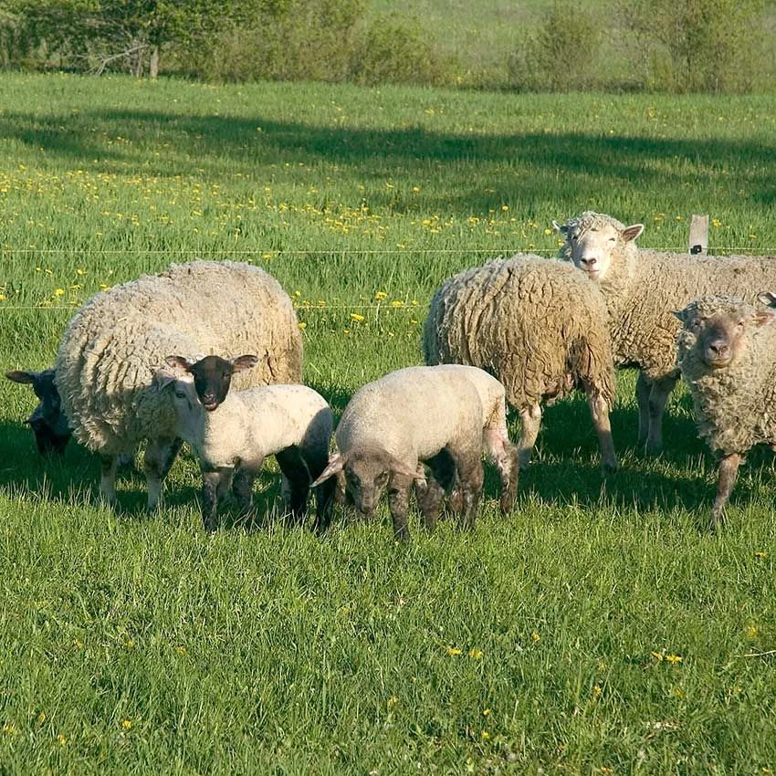 Amvista Permanent Pasture Grass Seed With White Clover (cattle & Sheep) 14 Kg 2 Amvista Permanent Pasture Grass Seed With White Clover (cattle & Sheep) 14 Kg - Image 2