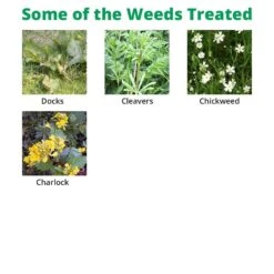 Squire Ultra - Clover Safe Herbicide -Garden Supplies Sales Shop squire extra