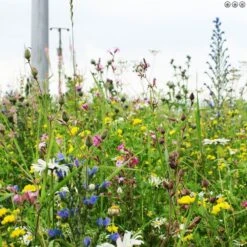 A1LAWN Wildflower Partner Grass Seed 5KG -Garden Supplies Sales Shop wildflowers and grass